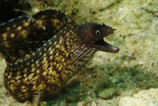 Moray Eel  <i>Muraena helena</i>
