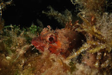 Small Rockfish  <i>Scorpaena notata</i>