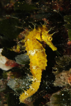 Long-snout Sea Horse  <i>Hippocampus ramulosus</i>