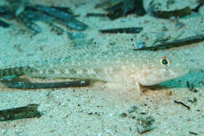 Sanda Goby  <i>Gobius geniporus</i>