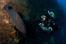 Dusky Grouper <em>Epinephelus marginatum</em>