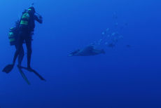 Manta Ray <em>Manta birostris</em>