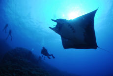 Manta Ray <em>Manta birostris</em>