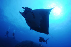 Manta Ray <em>Manta birostris</em>
