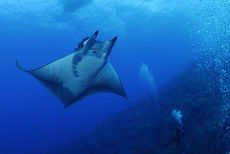 Manta Ray <em>Manta birostris</em>