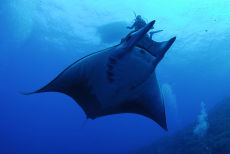 Manta Ray <em>Manta birostris</em>
