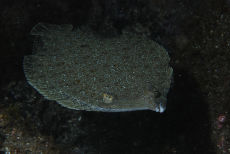 Juvenile Turbot  <em>Scophthalmus maximus</em>
