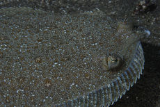 Juvenile Turbot  <em>Scophthalmus maximus</em>