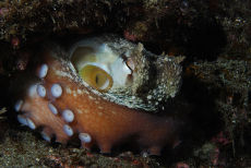 Common Octopus sleeping <em>Octopus vulgaris</em>