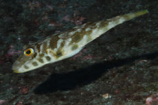 Dragonet  <em>Callionymus</em>