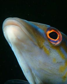 Male Cuckoo Wrasse  <i>Labrus mixtus</i>