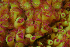 Jewel Anemone  <i>Corynactis viridis</i>