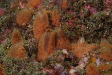 Tunicate <em>Ascidia mentula</em>