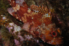 Madeira rockfish  <em>Scorpaena maderensis</em>