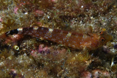 Blenny <em>Blennius</em>