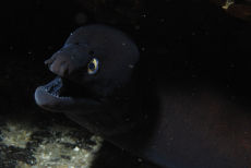 Black Moray  <em>Muraena augusti</em>