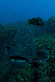 Dusky Grouper <em>Epinephelus marginatus</em>