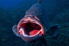 Dusky Grouper <em>Epinephelus marginatus</em>