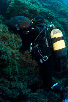 Dusky Grouper <em>Epinephelus marginatus</em>