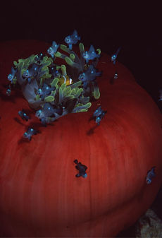 Magnificent Anemone with Red Sea Anemonefish  <i>Heteractis magnifica & Amphiprion bicinctus</i>