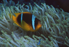 Red Sea Anemonefish  <i>Amphiprion bicinctus</i>