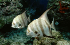 Atlantic Spadefish  <i>Chaetodipterus faber</i>