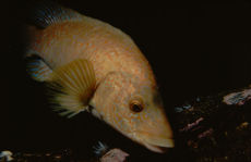 Ballan Wrasse  <i>Labrus bergylta</i>