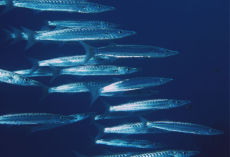 Blackfin Barracuda  <i>Sphyraena qenie</i>