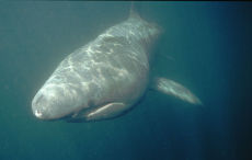 Basking Shark  <i>Cetorhinus maximus</i>