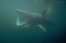 Basking Shark  <i>Cetorhinus maximus</i>