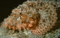 Bearded Scorpionfish  <i>Scorpaenopsis barbata</i>