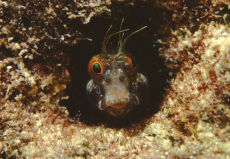 Sailfin Blenny  <i>Emblemaria pandionis</i>
