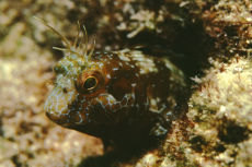Sailfin Blenny  <i>Emblemaria pandionis</i>