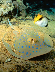 Bluespotted Ray  <i>Taeniura lymma</i>