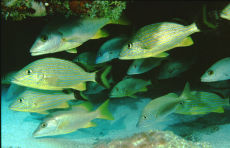 Bluestriped Grunt  <i>Haemulon sciurus</i>