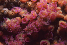 Jewel Anemone  <i>Corynactis viridis</i>
