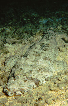 Crocodile Fish  <i>Papilloculiceps longiceps</i>