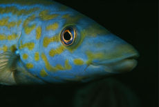 Male Cuckoo Wrasse  <i>Labrus mixtus</i>