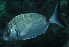 White Bream  <i>Diplodus sargus sargus</i>