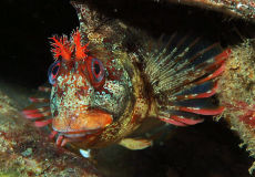 Tompot Blenny  <i>Blennius gattorugine</i>