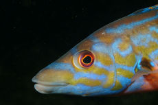 Male Cuckoo Wrasse  <i>Labrus mixtus</i>