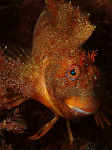Tompot Blenny  <i>Blennius gattorugine</i>