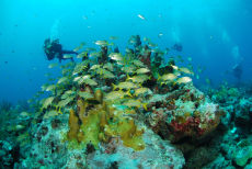 Dr Groom's Garden, Grenada