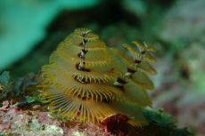 Christmas Tree Worm  <i>Spirobranchus giganteus</i>