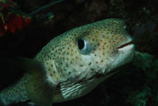 Porcupine Fish  <i>Diodon histrix</i>