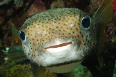 Porcupine Fish  <i>Diodon histrix</i>