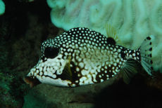 Smooth Trunkfish  <i>Lactophrys bicaudalis</i>