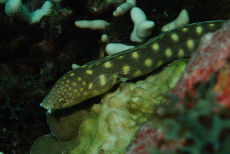 Sharptail Eel  <i>Myrichthys breviceps
