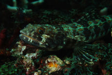 Lizardfish  <i>Synodus intermedius</i>