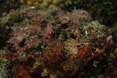 Plumed Scorpionfish  <i>Scorpaena grandicornis</i>